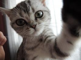 Тайный язык кошек