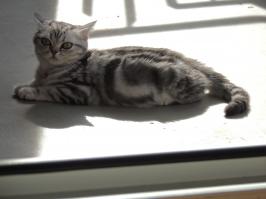 Тайный язык кошек