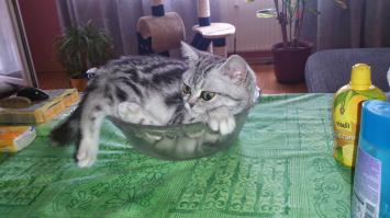 Места, которые невозможно представить без котов