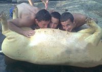 укропитеки?