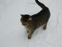 всегда провожает...потом пулей домой...