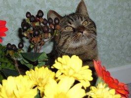 моя кошара тоже балдеет...