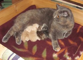 Кошкам-мамам посвящается 