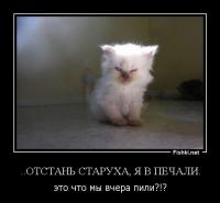 30 доказательств того, что коты многогранны и талантливы