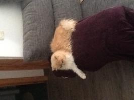 А это мой)))))правда защитить он никого не защитит,даже попугая боится))))