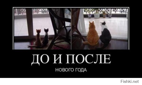 Животные после праздников
