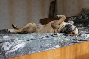 наш считал себя главным украшением кровати