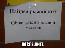 Котообъявления