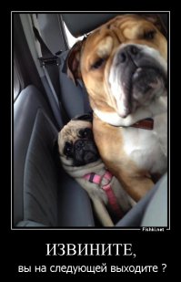 20 собак, которые понятия не имеют о границах личного пространства