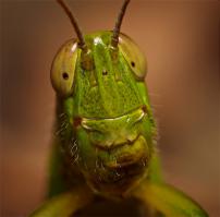  Интересное о  саркофагах Древнего Египта