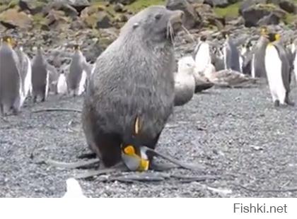 Еще один любитель пощекотать пингвина