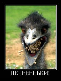 Вездесущий страус