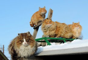 Это одни из самых красивейших котов! Как будто породистые. И даже если это не так, то все равно выглядят благородно.