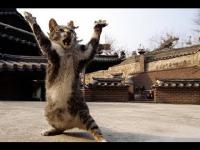 Кот решил поохотиться на крокодила