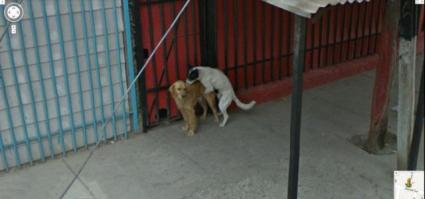 Что можно увидеть на сервисе Google Street View в Бразилии