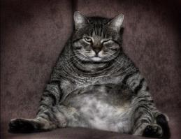 Животные, которые не были готовы к фотосессии