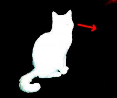 В какую сторону смотрит кот ?