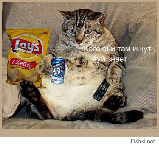 Кот найден !
_