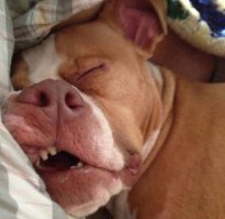 29 самых популярных селфи собак, которые потрясли весь мир