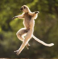 Это не кот, это прикол ходячий 