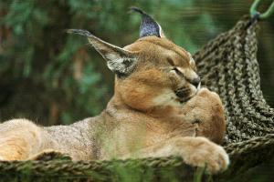 Очаровательные. Но ни одной рыси. Пусть хоть в комментах будет))