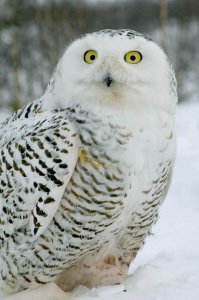 Посмотрите - красавица из Заполярья!