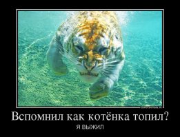 История о спасении пумы, которая жила в грузовике