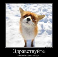 Самая сонная лиса 