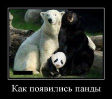 Скучающие, задумчивые и забавные панды