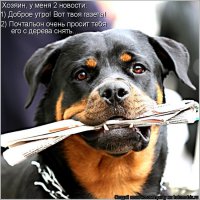 50 собак, которые не осознают, насколько они огромны