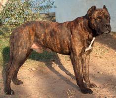 Испанский "Алано" Вот такую зверюгу я хочу!