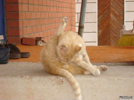 Практически неуничтожимая игрушка из 90-х