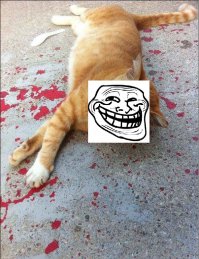 Кот, который чуть не довел до инфаркта сердобольного прохожего