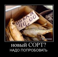 Смешные надписи и объявления 