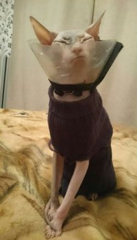 17 животных, которые сыты по горло этими вашими обнимашками