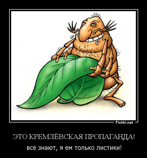 Как безопасно извлечь клеща из-под кожи