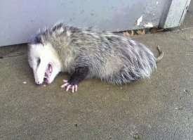 Вор притворился мёртвым 