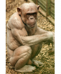 Реклама Джиллета?