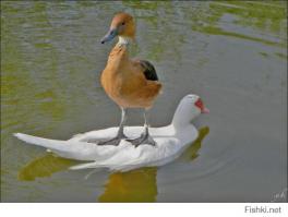 Межвидовой барьер дружбе не помеха