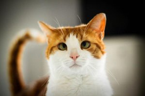 Вырази свое настроение котами