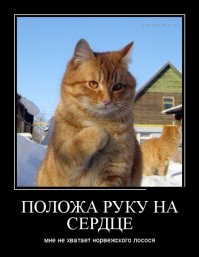 Чем нельзя кормить котов