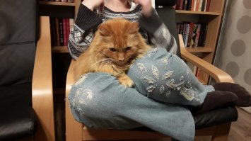 Кошки, есть кошки