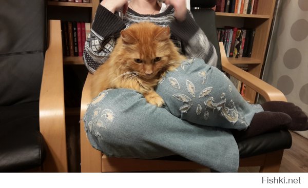 Кошки, есть кошки