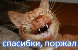 Самые неуклюжие собаки