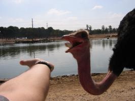 Фото, сделанные в нужный момент 