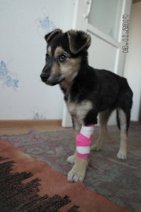 Ждет хозяина.Вылечен(10 дней под капельницами) накормлен,напоен.Территориально-Краснодар.