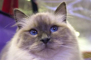 Кошка Аврора-невская маскарадная,добрейшей души.