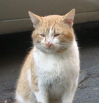 Рыжая кошка в доме — это кусочек солнышка!