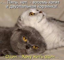 14 домашних питомцев в момент очень глубоких мыслей