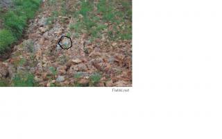 Существа, имитирующие, окружающую среду